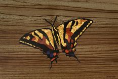 Unique Zebrawood Floating Top Table With Butterfly Marquetry 2 small