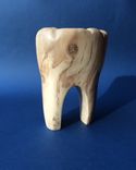 Tooth 1 small