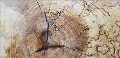 Live Edge Epoxy Tabletop Spalted Sycamore 4 small