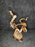 Unique Twisted Juniper Double Head Pedestal 2 small