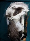 Chief White Feather 5 small