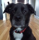 Custom Pet Portrait, Wood Panel, Personalized Pet Memorial Dog Cat, Birthday 2 small