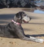 Custom Pet Portrait, Wood Panel, Personalized Pet Memorial Dog Cat, Birthday 2 small