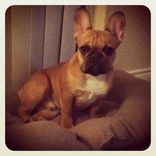 Custom Pet Portrait, Wood Panel, Personalized Pet Memorial Dog Cat, Birthday 4 small