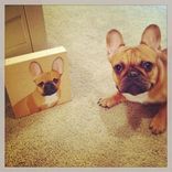 Custom Pet Portrait, Wood Panel, Personalized Pet Memorial Dog Cat, Birthday 6 small