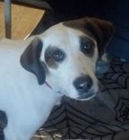 Custom Pet Portrait, Gold Leaf, Personalized Pet Memorial Dog Cat Painting, 2 small