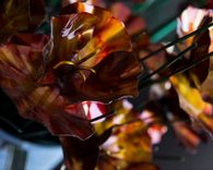 California Gold Stainless Steel Poppies 4 small