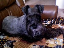 Custom Dog Quilt 2 small