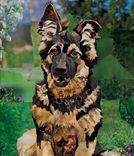 Unique Personalized Dog Portraits 1 small