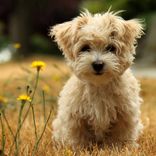 Paint Your Photos And Ideas! Custom Portraits Of Baby, Wedding, Pet, Or Landscape! 4 small
