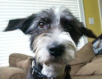 Custom Pet Portrait, Custom Portrait, Custom Dog Portrait, Pet Memorial, Pet Lover 4 small