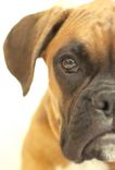 Pop Art Pet Portraits, Custom Pet Portraits, Pet Portraits, Art Personalized Art 2 small
