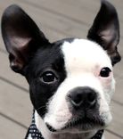 Pet Portrait, Boston Terrier, Custom Pet Portrait, Personalized Dog Art 2 small