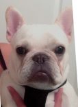 French Bulldog Custom Pet Painting Custom Dog Paintings Custom Pet Painting 2 small