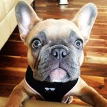 French Bulldog Art Original Dog Paintings Custom Dog Painting Hand Painted Dog Custom Pet Portrait 2 small