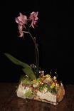 Natural Wood Plant Holder With Hand Sculpted Animal. 6 small
