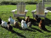 Adirondack Chairs 1 small