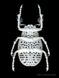 "Coleoptera Filigre" Beetle 2 small