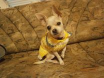 Doggy Sweaters Teacup Chihuahua 4 small