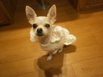 Doggy Sweaters Teacup Chihuahua 1 small