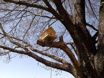 Custom Bird House 1 small