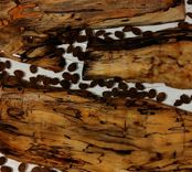 Coaster With Resin And Spalted Wood And Cofee Beans 4 small