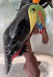 Ceramic Sculpture Of Three Toucans Bright Colors 3 small
