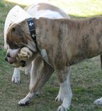 Dog Collar, Fleur De Lis, Latigo Leather 4 small