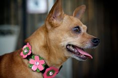 Dog Collar, Hippie Flowers 1 small