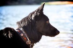 Dog Collar, Vayden, Latigo Leather 1 small