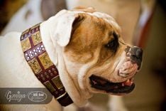 Lord Of The Rings Styled Dog Collars 3 small
