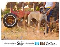 Vintage Authentic Native American Turquoise And Silver Dog Collar. 8 small