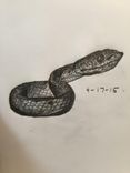 Pencil Portrait Of Pet From Photo - Custom 4 small