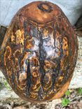 Natural Oak Burl Bowl. 3 small