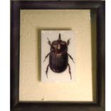 Xrays Of Insects And Other Animals 4 small
