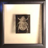 Xrays Of Insects And Other Animals 2 small