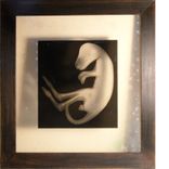 Xrays Of Insects And Other Animals 3 small