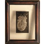 Xrays Of Insects And Other Animals 1 small