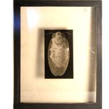Xrays Of Insects And Other Animals 6 small