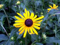 Flower Photo Becomes Custom Backsplash 2 small