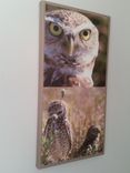 Sw Florida Burrowing Owl 1 small
