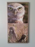 Sw Florida Burrowing Owl 2 small