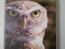Sw Florida Burrowing Owl 3 small