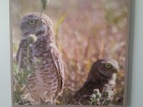 Sw Florida Burrowing Owl 4 small