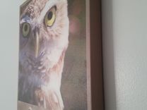 Sw Florida Burrowing Owl 5 small