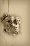Custom Portrait Pencil Sketch From Photo (Digital Delivery) 4 small