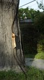 Luan And Hickory Recurve Bow 1 small