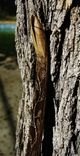 Luan And Hickory Recurve Bow 3 small