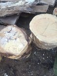 Eastern Red Cedar Coins 1 small