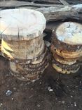 Eastern Red Cedar Coins 2 small